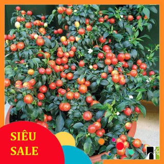 30 hạt giống ớt kiểng tròn vietphat