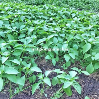 2gr - hạt giống húng trắng