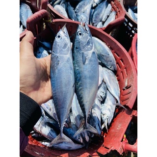 CÁ NGỪ Ồ LÀM SẠCH (6-8 con/kg)