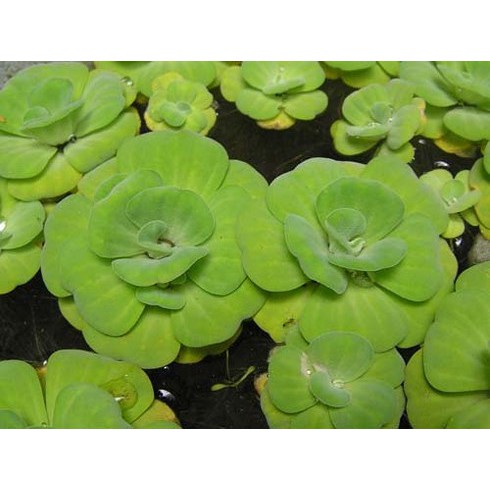 Cây Bèo Tai Tượng