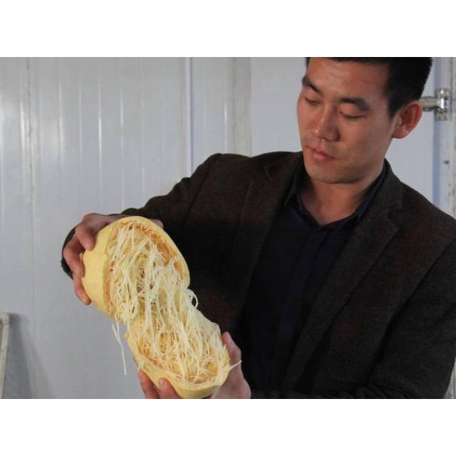 Hạt Giống Bí Sợi Mì Ý Spaghetti (A1.302| C38A*W44) tặng kèm gói thuốc kích hat nảy mầm