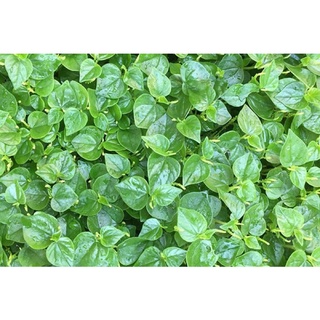 Hạt giống rau càng cua