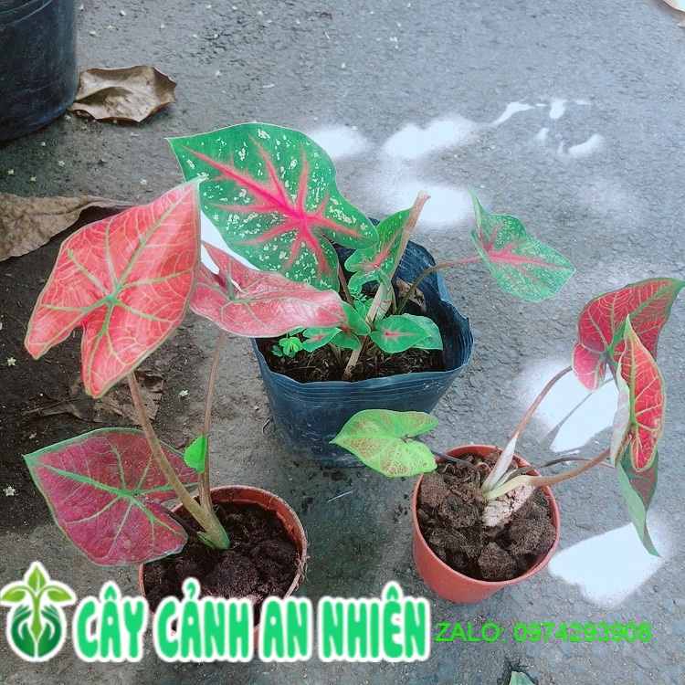 Môn Kiểng Đồng Giá 55k/chậu