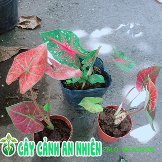Môn Kiểng Đồng Giá 55k/chậu