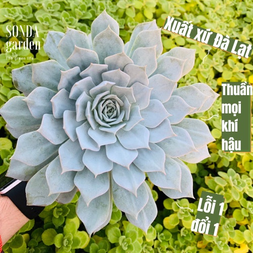 Sen đá ngọc trinh SONDA GARDEN size khổng lồ 13-15cm, cây cảnh trang trí nhà cửa, lỗi 1 đổi 1