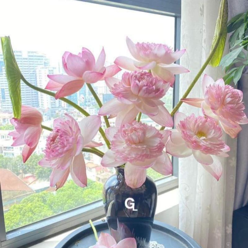 Củ Sen Super Lotus, Kỳ Lạ Hoa Sen Tự Đổi Màu