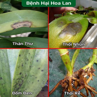 Combo Chế Phẩm Sinh Học trị bệnh cho hoa