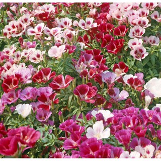 Hạt giống hoa hồng xuân