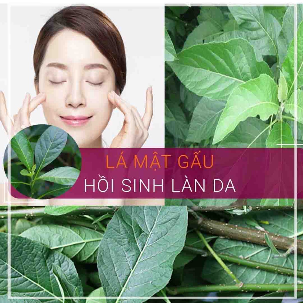 LÁ MẬT GẤU (Lá Đắng) khô đóng gói 500g