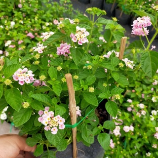 Hoa ngũ sắc Hồng phale lá nhỏ