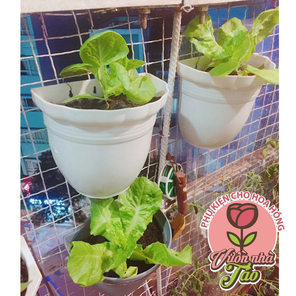 Hạt giống xà lách Rado 357