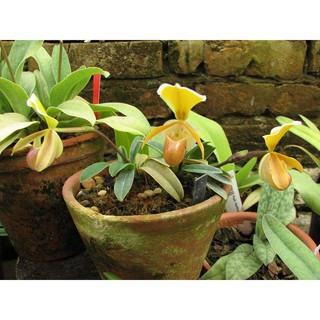 COMBO 5 CÂY GIỐNG lan hài vàng rừng kontum -CAM KẾT LOẠI HÀNG