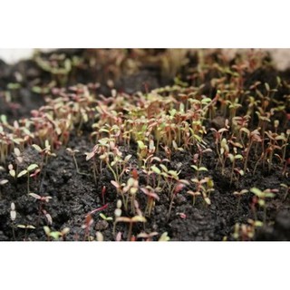 20GR - HẠT GIỐNG RAU DỀN TIỀU