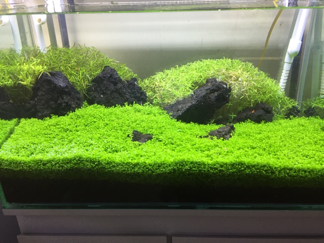 Bể cá thủy sinh