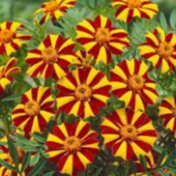 Hạt Giống Hoa Vạn Thọ Sọc (gói 150 hạt, tặng phân)