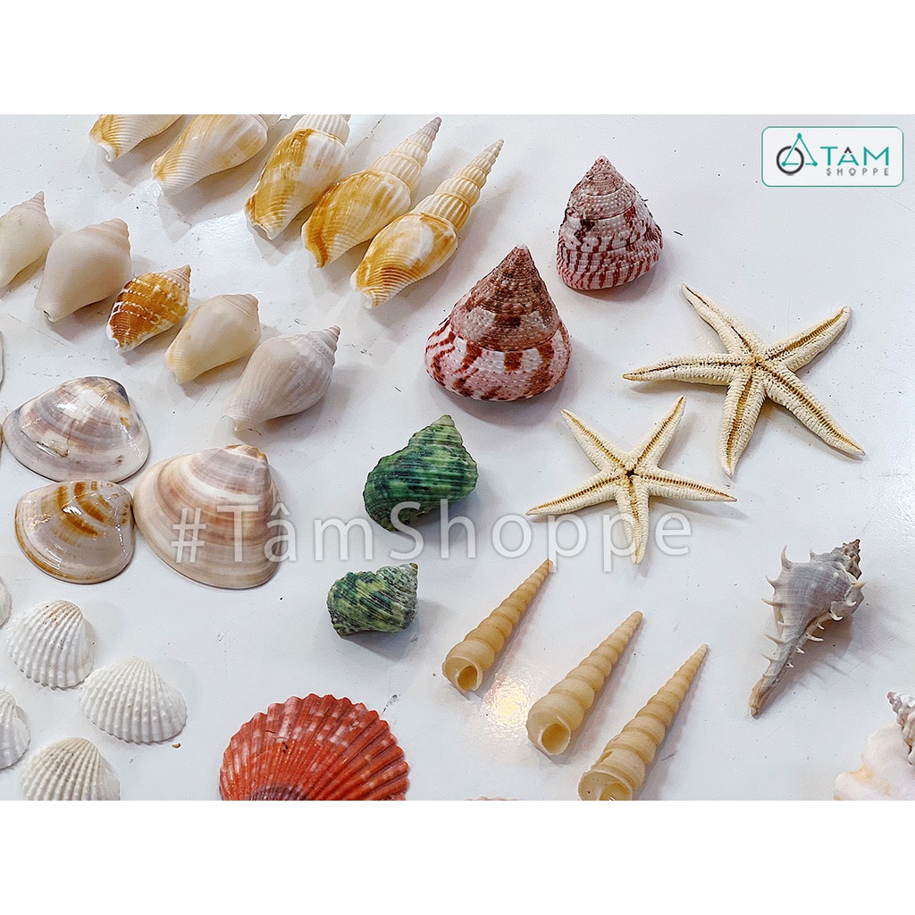 [ỐC HIẾM-TỰ NHIÊN-ĐÃ XỬ LÝ MÙI]Hủ nhựa 13 kiểu vỏ sò ốc biển trang trí ĐK2-10cm 500-550gr VOOC-07