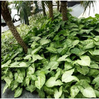 CÂY TRẦU BÀ TRẮNG (CÓ BẦU ĐẤT)