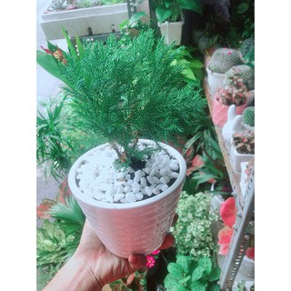 Chậu Tùng Bồng Lai