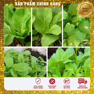 HẠT GIỐNG CẢI MƠ LÙN XANH NGON SỐ 1 HÀ NỘI