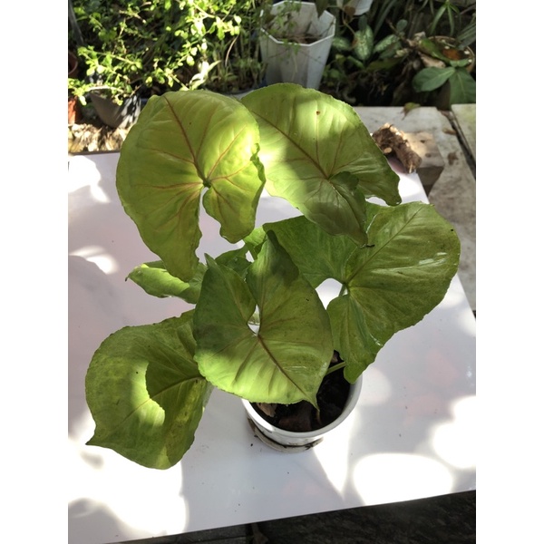 Cây trầu bà chỉ Hồng