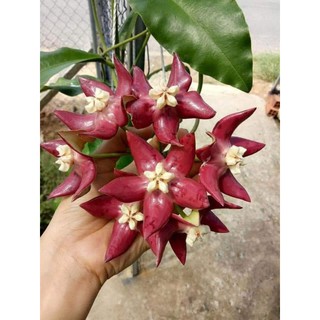 Lan Cẩm cù khủng long đỏ