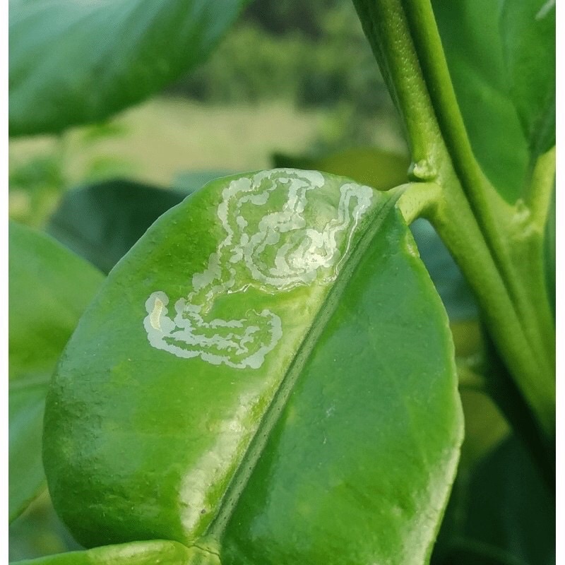 Chế phẩm đặc trị sâu vẽ bùa NEWSGARD 75WP  cho mọi cây trồng