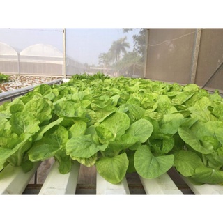 Dinh dưỡng thủy canh NoVa ISA cặp 2 lít