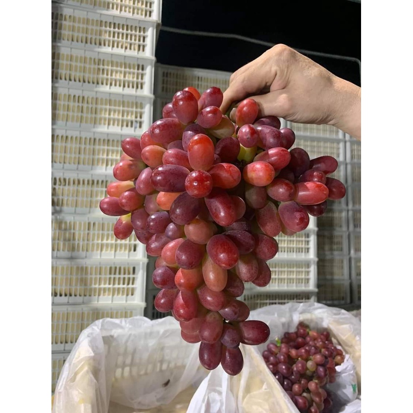 NHO ĐỎ RUBY KHÔNG HẠT TRÁI SIÊU GIÒN NGỌT