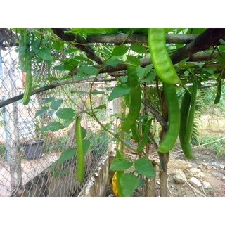 ĐẬU NGỰ QUÊ