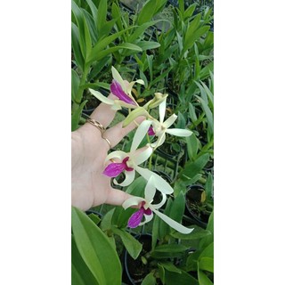 Hoa Lan Dendro Nắng Bà Liễu Thơm