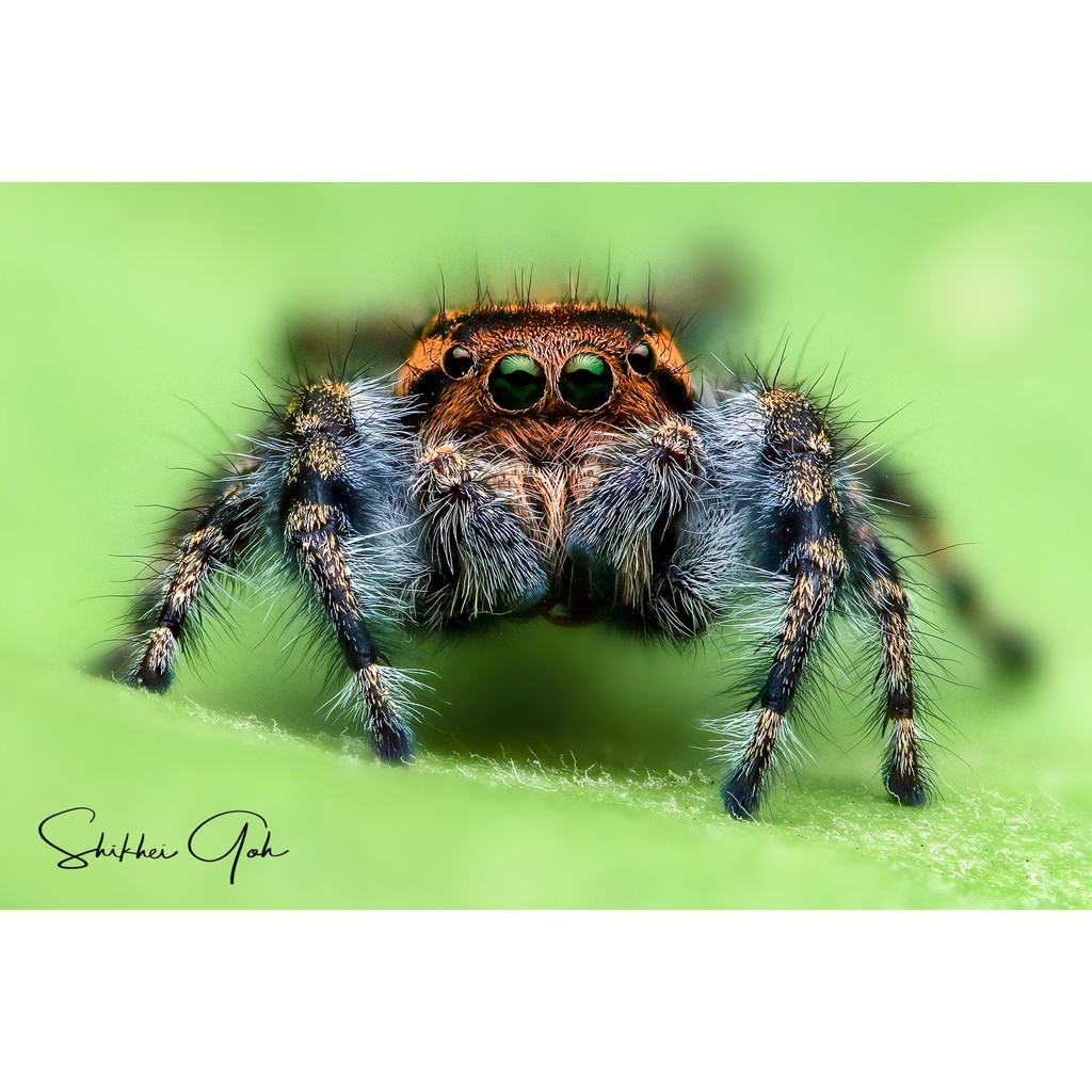 Ống kính MF 7Artisans 60mm f2.8 Macro Mark II cho Sony E, Fujifilm X, Olympus M43, Canon EOS-M và Nikon Z