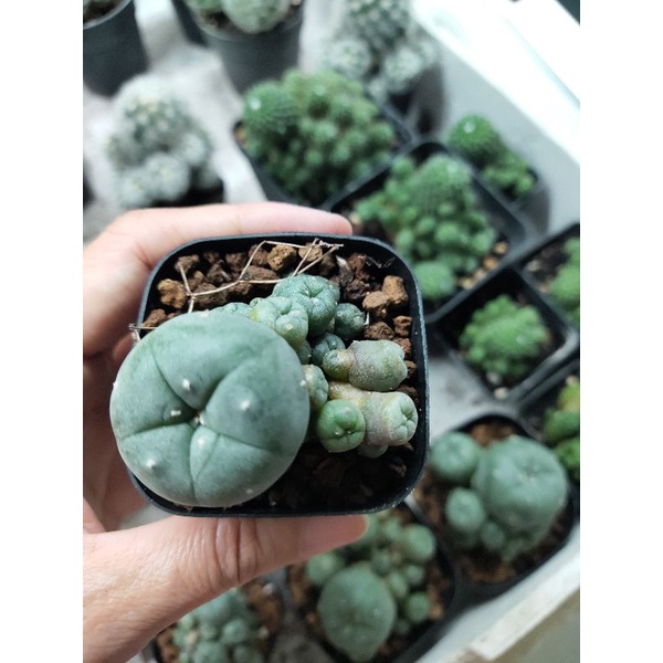 Xương rồng lopho bụi 5cm