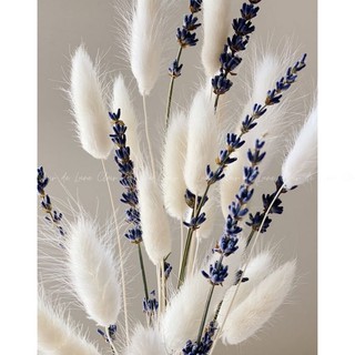 ❤️Hoa Khô❤️cỏ đuôi thỏ, Hoa khô decor chụp ảnh, trang trí bình gốm sứ, lọ thủy tinh