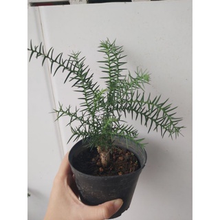 Cây tùng bồng lai (xương cá)(gốc to như hình)