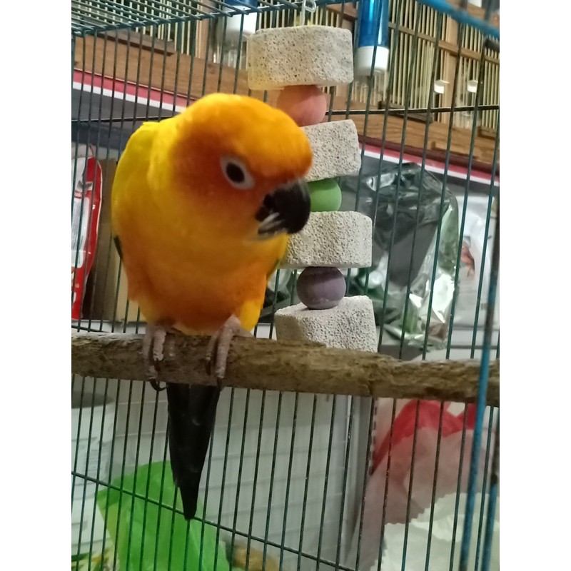 Chùm treo gặm mài mỏ