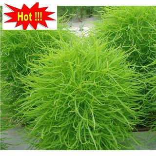 Hạt Giống Cỏ Đổi Màu - 50 hạt