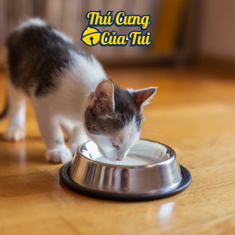 Sữa Cho Chó Mèo Bio Milk For Pet - Thú Cưng Của Tui