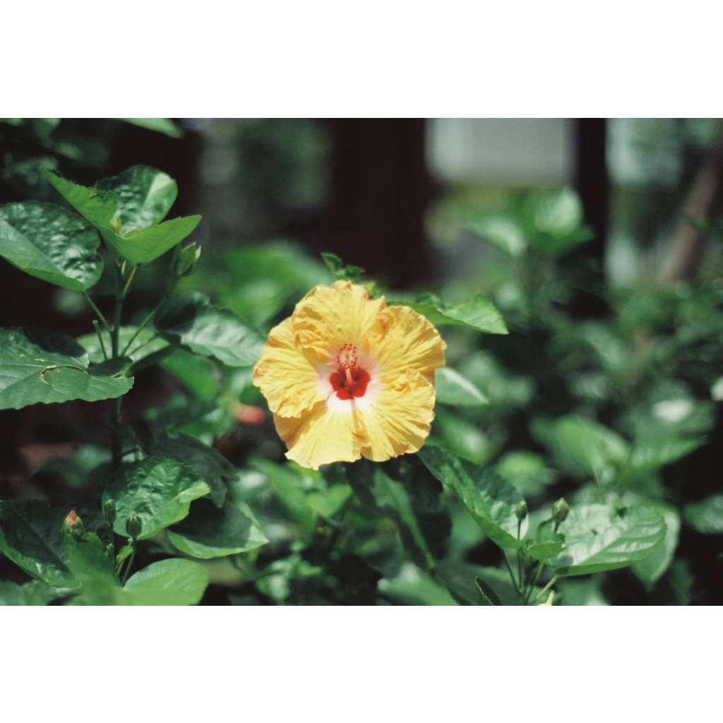 Film điện ảnh Kodak Vision 3 250D 5207 (không hỗ trợ máy PnS)