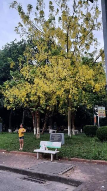 COMBO 3 CÂY HOA OSAKA VÀNG