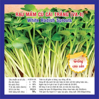 Hạt giống mầm củ cải trắng – 50gram