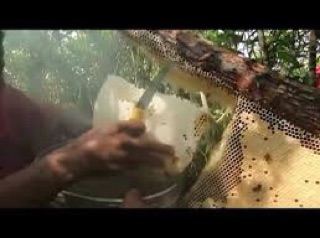 Mật ong rừng Tràm Cà Mau - 1 lít