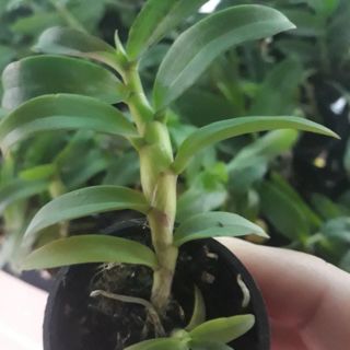 phi điệp ám mắt đỏ Tân Lạc Hòa Bình ( combo 2 cốc )