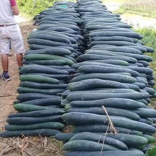 1 kg trà bí đao sấy khô ( Tây Bắc - Việt Nam)