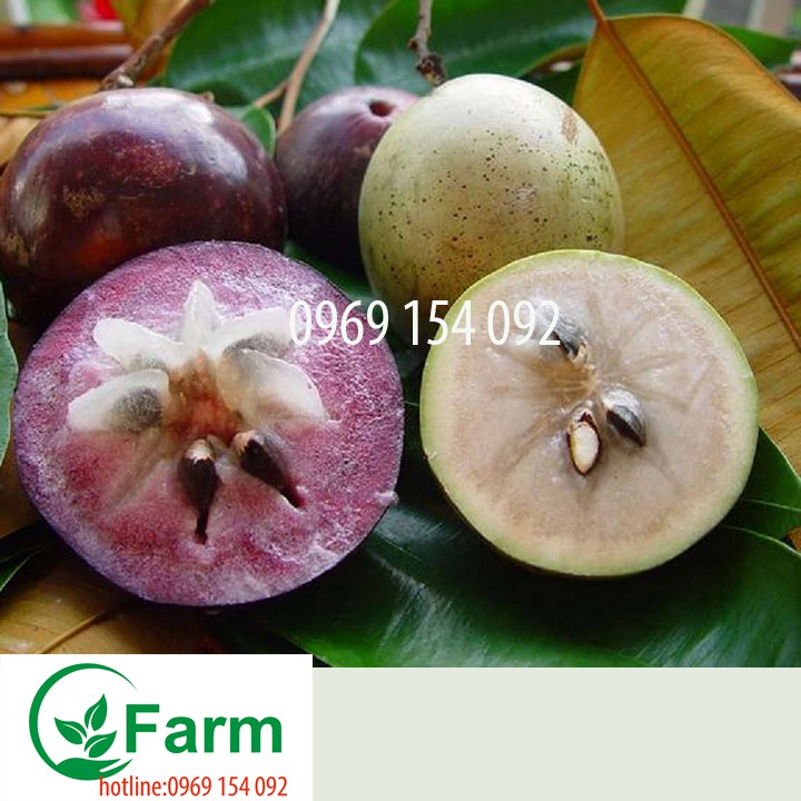 cây vú sữa -cây ươm từ hạt