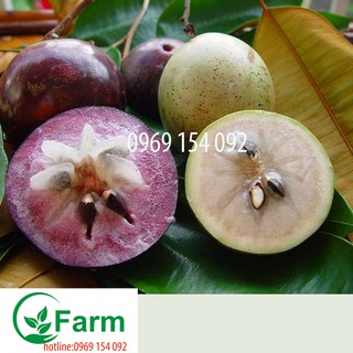 cây vú sữa -cây ươm từ hạt