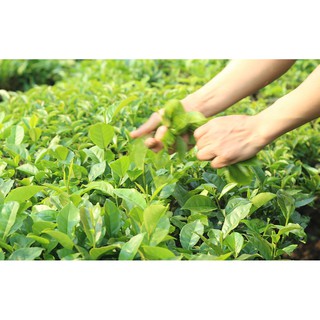 Chè Thái Nguyên ngon, sạch 100%