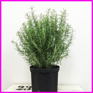 [ Hạt giống Rau] Gói 20 Hạt giống Cây Hương Thảo Đuổi Muỗi - Rosemary - Mina Shop