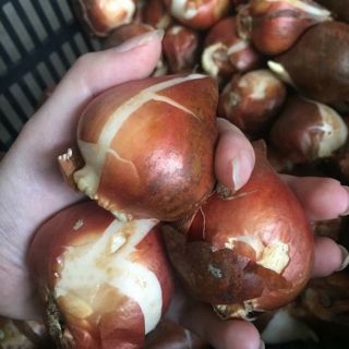 20Củ hoa tuylip đủ 10màu