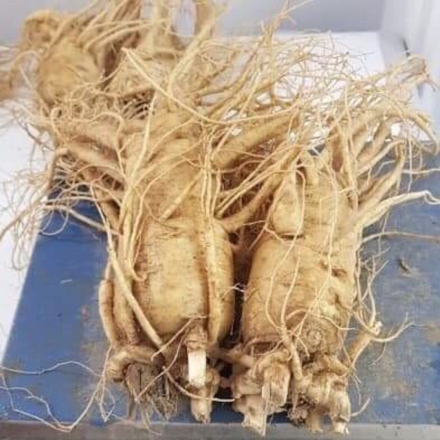 MiPu Korea - Hàng Hàn Giá Sỉ