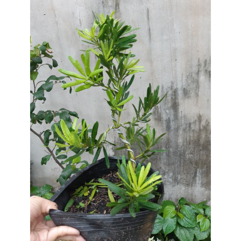 Tùng đài loan bonsai mini
